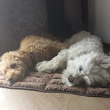 Foto van Inge, baasje van Gina, Flynn en Wobbe