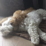 Foto van Inge, baasje van Gina, Flynn en Wobbe