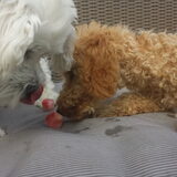 Foto van Inge, baasje van Gina, Flynn en Wobbe