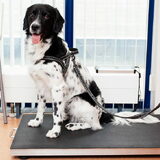 Foto van Michelle & Bentley