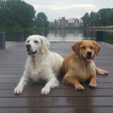 Foto van Golden Girls