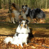 Mijn trio in het Nationaal Park de Hoge Veluwe