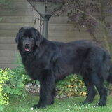 Izzy 1 jaar