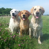 Foto van Golden Girls