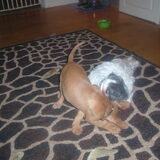 bo met pebbles aan het spelen (10 weken)