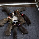 pups 3 weken oud aan tafel