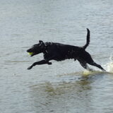 Foto van corrie en blacky