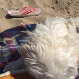 Foto van Sigrid, Sandy, Diva & Nala