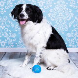 Bruno door Sheila 09-06-2014 :)