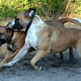 Foto van Anne met Ike en Jacko