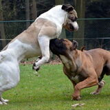 Foto van Anne met Ike en Jacko