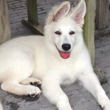 Foto van Beautiful white angel