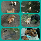 Met DogZ!