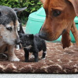 Onze opvang kittens met de honden