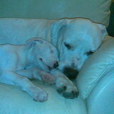 Athena als pup met Ylena