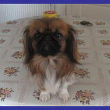 mamma van balou