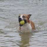 Foto van linneke