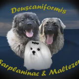 Logo van onze honden