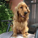 Foto van Arnold