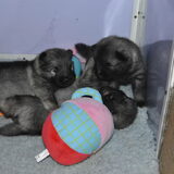 pups 3 weken