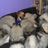 puppy visite wil snoepjes uitdelen hahaha