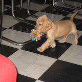 Foto van Kim & Peet met Cooper & Quiero