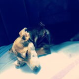 Slapend in de auto
