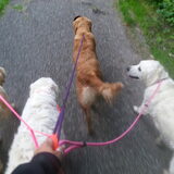 Foto van Golden Girls