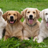 Foto van Golden Girls