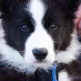 Onze puppegup