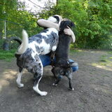 Missie en Tattoo knuffel aanval