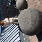 Oppas hondje Toby