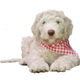 Mas als echte Funky Dog!
