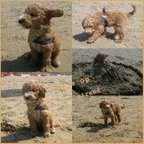 Op het strand
