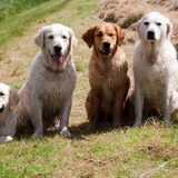 Foto van Golden Girls