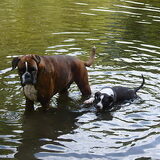 HAHHA HIER RENT IE ACHTER EEN BOXER AAN,,NIET IN DE GATEN? DAT ZIJN…