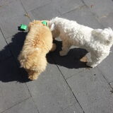 Foto van Inge, baasje van Gina, Flynn en Wobbe