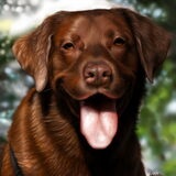 Een digitale tekening van een labrador genaamd Neiko. Voor een vriend…