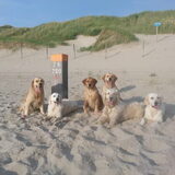Foto van Golden Girls