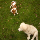 Indy en Guusje
