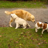 Guusje, Be-jay en Indy