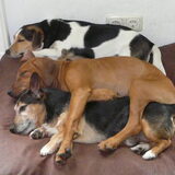 trio