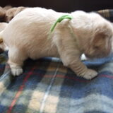 pupje groen, gaat al staan, 13 dagen oud.