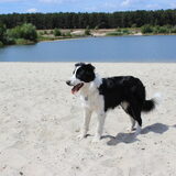 Foto van Bugs      **Taz**