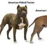 Hier zie de verschillen tussen ERngelse Stafford,Amerikaanse Pit Bull &…
