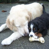 Foto van Lisa & doggs