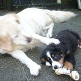 sasch en donja