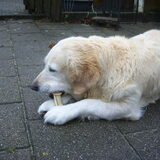 donja