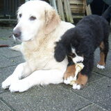 Foto van Lisa & doggs