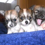 Puppytongetje